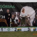 pieski2 143